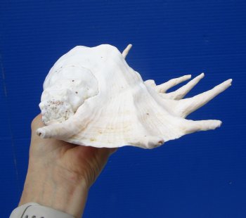 13-1/4 inches Lambis Truncata Giant Spider Conch Shell for $19.99