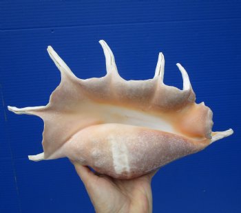 Giant Spider Conch Shell 14 by 7-1/2 inches for $26.99