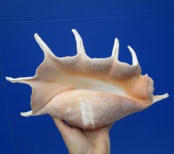 Giant Spider Conch Shell 14 by 7-1/2 inches for $26.99