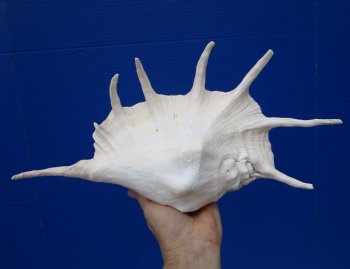 Giant Spider Conch Shell 14 by 7-1/2 inches for $26.99
