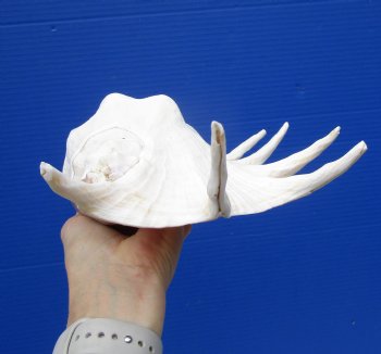 Giant Spider Conch Shell 14 by 7-1/2 inches for $26.99