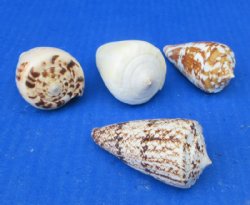 Assorted Cone Shells for Crafts & Coastal Decor (2.5"–3") - 25 @ .40 each; 50 @ .35 each