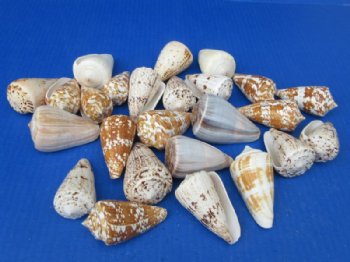 Assorted Cone Shells for Crafts & Coastal Decor (2.5"–3") - 25 @ .40 each; 50 @ .35 each