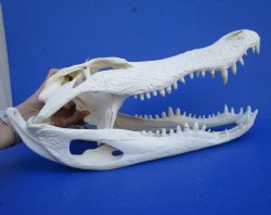 19-3/4 inches <font color=red>Extra Large</font> Florida Alligator Skull for Sale, Beetle Cleaned (Hole top of skull)  for $199.99