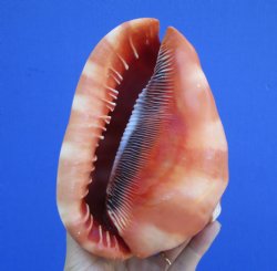 6-1/2 inches Real Red Cameo Bullmouth Helmet Shell for $15.99