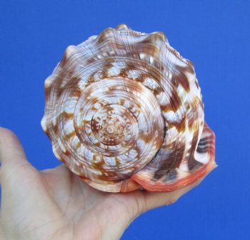 6-1/2 inches Red Cameo Bullmouth Helmet Shell for $15.99