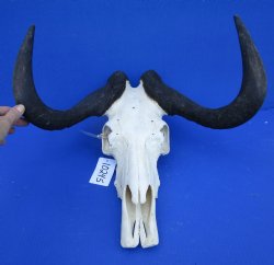 18-1/4 inches wide Black Wildebeest Skull, White-Tailed Gnu for $114.99