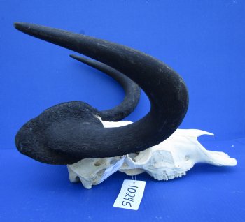 18-1/4 inches wide Black Wildebeest Skull, White-Tailed Gnu for $114.99