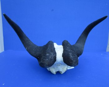 18-1/4 inches wide Black Wildebeest Skull, White-Tailed Gnu for $114.99