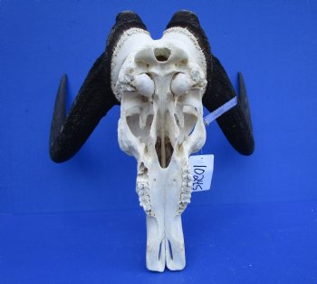 18-1/4 inches wide Black Wildebeest Skull, White-Tailed Gnu for $114.99