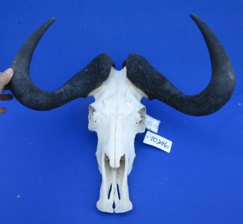 18-3/4 inches wide Black Wildebeest Skull, White-Tailed Gnu for $114.99