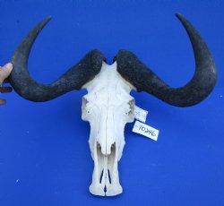 18-3/4 inches wide Black Wildebeest Skull, White-Tailed Gnu for $114.99