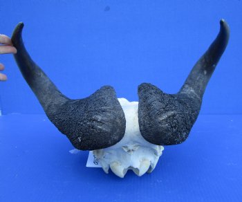 18-3/4 inches wide Black Wildebeest Skull, White-Tailed Gnu for $114.99