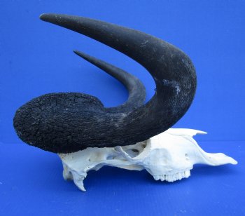 18-3/4 inches wide Black Wildebeest Skull, White-Tailed Gnu for $114.99