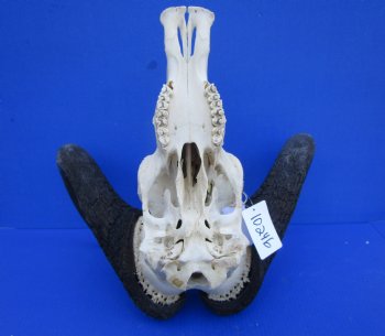18-3/4 inches wide Black Wildebeest Skull, White-Tailed Gnu for $114.99