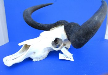 18-3/4 inches wide Black Wildebeest Skull, White-Tailed Gnu for $114.99