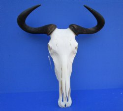 20-1/4 inches wide Authentic Blue Wildebeest Skull, White-Bearded Gnu for $89.99 