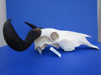 20-1/4 inches wide Authentic Blue Wildebeest Skull, White-Bearded Gnu for $89.99 