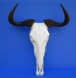 19-3/4 inches wide African Blue Wildebeest Skull with Horns for $89.99