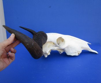 19-3/4 inches wide African Blue Wildebeest Skull with Horns for $89.99