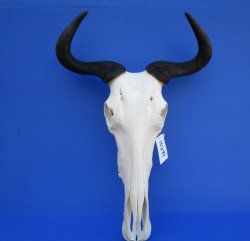 16-1/2 inches wide African Blue Wildebeest Skull with Horns for $89.99