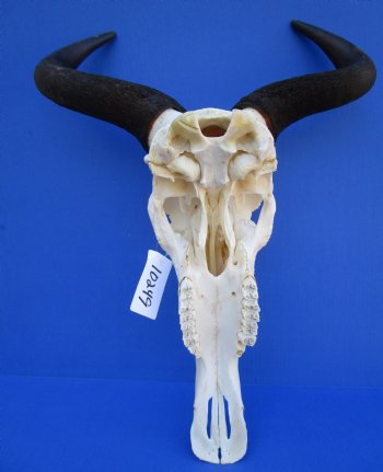 16-1/2 inches wide African Blue Wildebeest Skull with Horns for $89.99