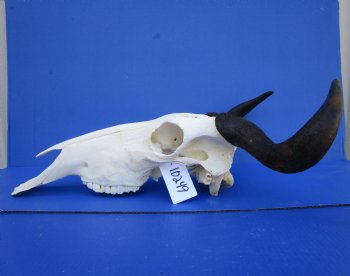 16-1/2 inches wide African Blue Wildebeest Skull with Horns for $89.99