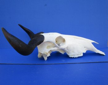 16-1/2 inches wide African Blue Wildebeest Skull with Horns for $89.99