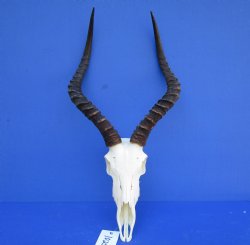Authentic Impala Skull with 18-1/4 and 18-3/4 inches Horns for $99.99