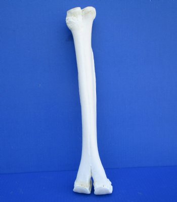 16-1/4 inches Authentic Camel Leg Bone for Carving Bone - Buy this one for $29.99