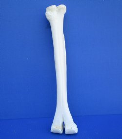 16-1/4 inches Authentic Camel Leg Bone for Carving Bone - Buy this one for $29.99