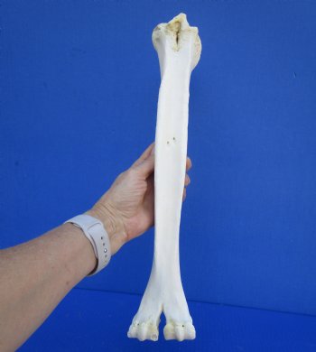 16-1/4 inches Authentic Camel Leg Bone for Carving Bone - Buy this one for $29.99