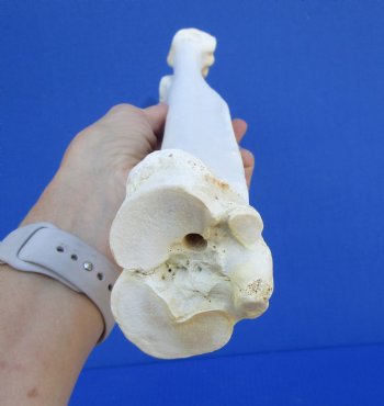 16-1/4 inches Authentic Camel Leg Bone for Carving Bone - Buy this one for $29.99