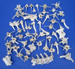 60 Authentic Whitetail Deer Vertebrae Bones in Bulk- Buy these 60 @ $1.50 each
