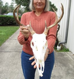 8 Point Whitetail Deer Skull with Mandible and a14 inches Wide Antler Spread for $124.99