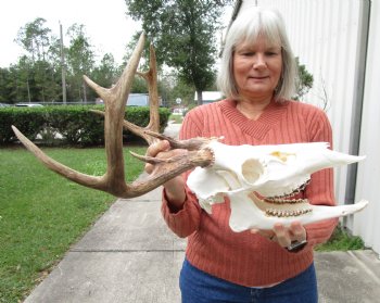 8 Point Whitetail Deer Skull with Mandible and a14 inches Wide Antler Spread for $124.99