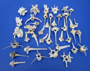 40 Wild Hog Vertebrae Bones in Bulk 3 to 4-1/2 inches - Buy these 40 @ $2.00 each
