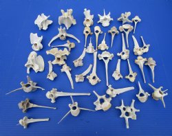 40 Wild Hog Vertebrae Bones for Sale in Bulk - Buy these 40 @ $2.00 each