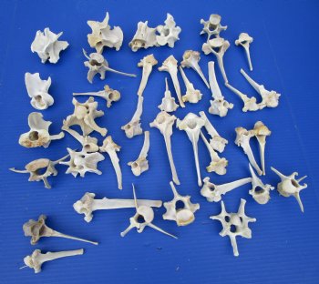 40 Wild Hog Vertebrae Bones in Bulk 3 to 4-1/2 inches - Buy these 40 @ $2.00 each