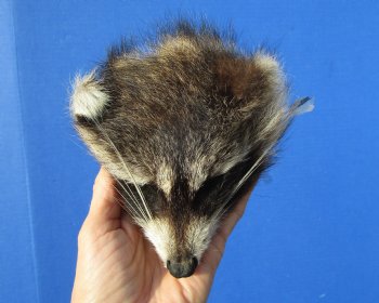 5 inches North American Raccoon Head Preserved with Formaldehyde for $49.99