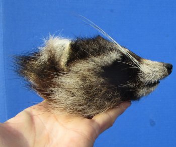 5 inches North American Raccoon Head Preserved with Formaldehyde for $49.99