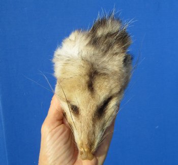 5-3/4 inches North American Opossum Head for $49.99