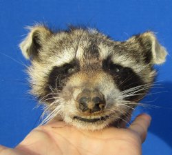 6 inches North American Raccoon Head for $49.99
