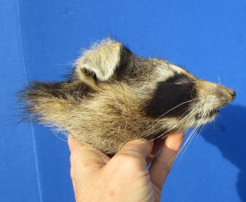 6 inches North American Raccoon Head for $49.99