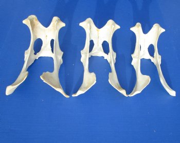 Three Authentic Whitetail Deer Pelvis Bone 9 to 10 inches long for $8 each