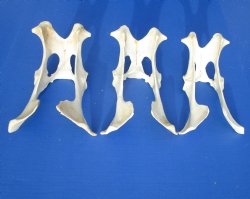 Three Authentic Whitetail Deer Pelvis Bone 9 to 10 inches long for $8 each