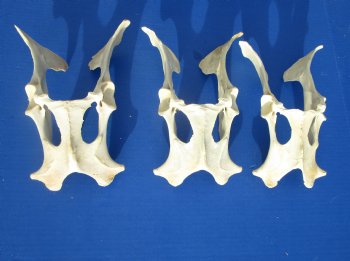 Three Authentic Whitetail Deer Pelvis Bone 9 to 10 inches long for $8 each