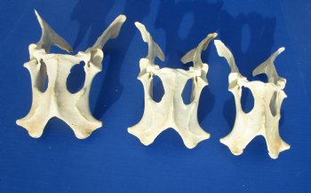 Three Authentic Whitetail Deer Pelvis Bone 9 to 10 inches long for $8 each