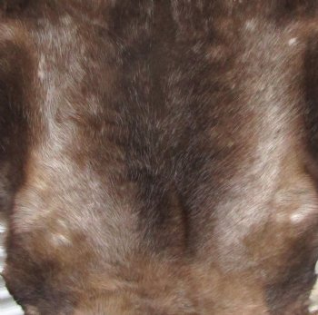 Finland Reindeer Hide, Skin for Sale, Without Legs, 47 by 40 inches  for $99.99