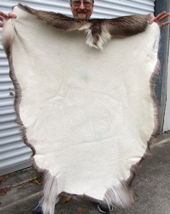46 by 37 inches Reindeer Fur, Hide, Skin for Sale, Without Legs for $99.99